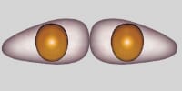 brown-2_1